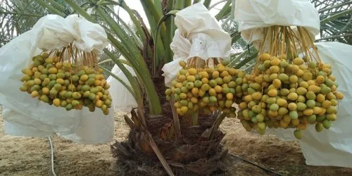 خیرپور میں جدید کھجور پراسیسنگ پلانٹ قائم کرنے کا حکومتی منصوبہ