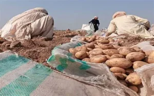 آلو کے بیج کے شعبے کو جدید بنانے کے لئے 4.6 ارب روپے کا منصوبہ تجویز