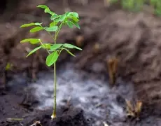 گرین پاکستان پروگرام کے تحت مالی سال26۔ 2025 میں 2.3 ارب پودے لگائے گئے