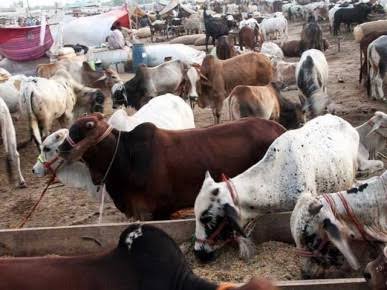 پنجاب کا لائیو سٹاک برآمدات 4 ارب ڈالر سے بڑھانے کا منصوبہ، 149.9 ارب روپے کی سرمایہ کاری کی جائے گی
