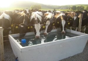 بلوچستان میں مویشیوں کے لیے 30 اجتماعی تالاب، پانی کے 40 ٹینک تعمیر کرنے کا منصوبہ