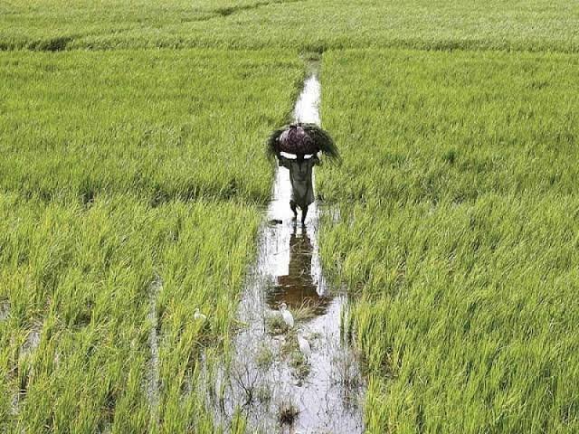 کسانوں کو روایتی سیلابی آبپاشی سے بتدریج زیادہ موثر طریقوں کی طرف منتقل ہونے کی ضرورت ہے، ماہرین آبی وسائل
